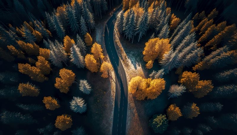road-car-forest-top-view.jpg road-car-forest-top-view.jpg