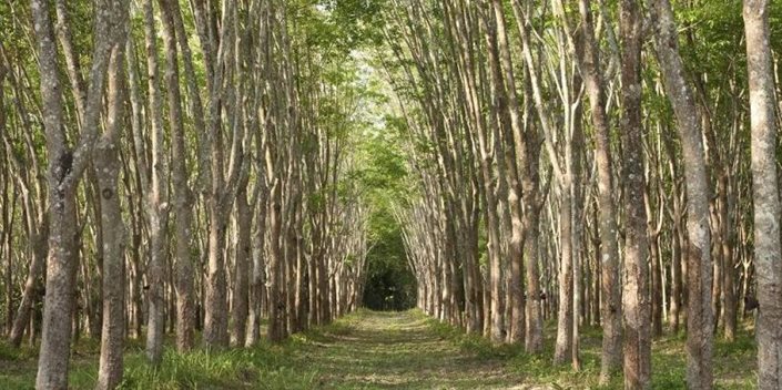 kaucukovnikove-plantaze-(2).jpg kaučukovníkové plantáže